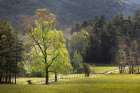 Loop road through Cades Cove passing beneath trees-Great Smoky Mountains National Park Art Print